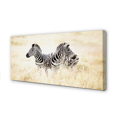 Leinwandbilder Zebra-Box