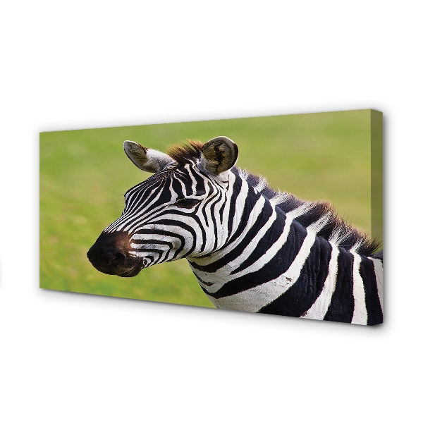 Leinwandbilder Zebra