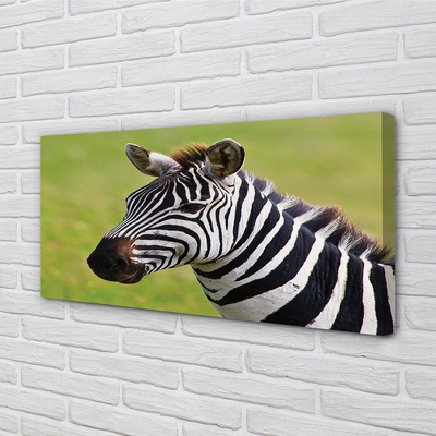 Leinwandbilder Zebra