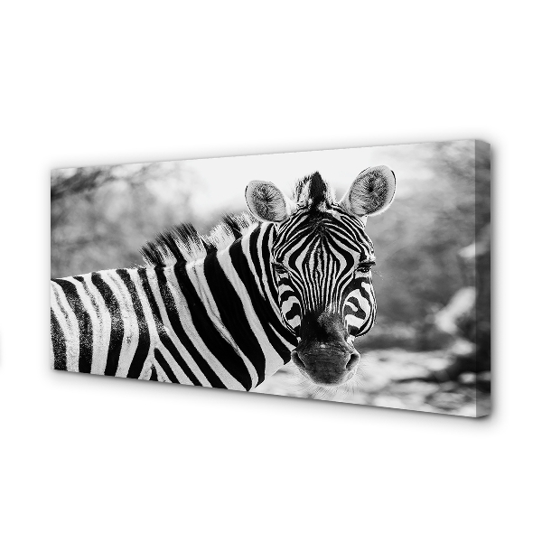 Leinwandbilder Zebra retro