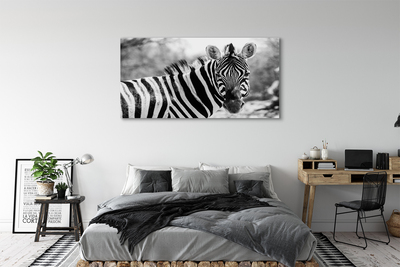 Leinwandbilder Zebra retro