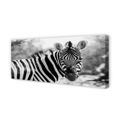 Leinwandbilder Zebra retro