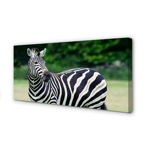 Leinwandbilder Zebra-Box