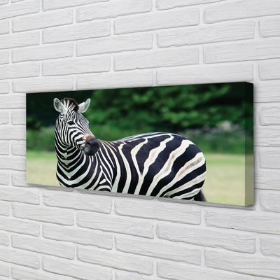 Leinwandbilder Zebra-Box