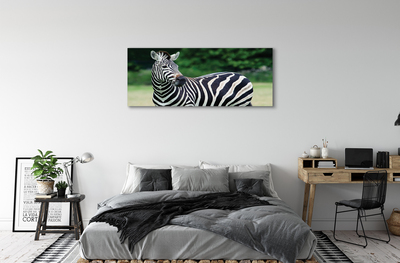 Leinwandbilder Zebra-Box