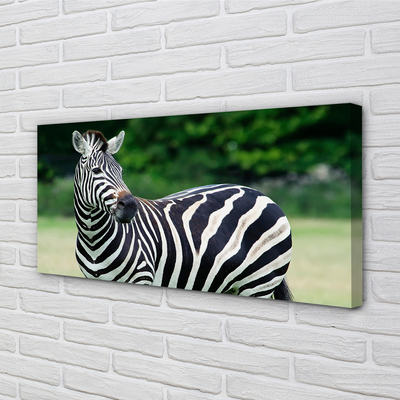 Leinwandbilder Zebra-Box