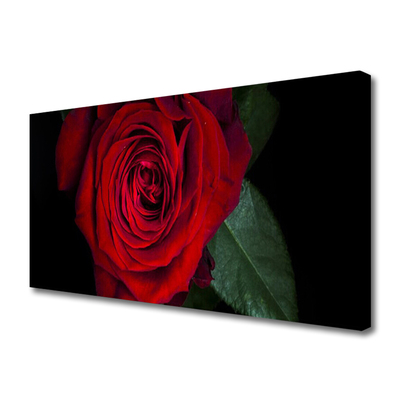 Canvas Kunstdruck Rose Pflanzen