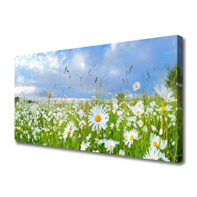 Canvas Kunstdruck Wiese Gänseblümchen Natur