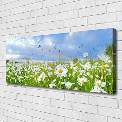 Canvas Kunstdruck Wiese Gänseblümchen Natur