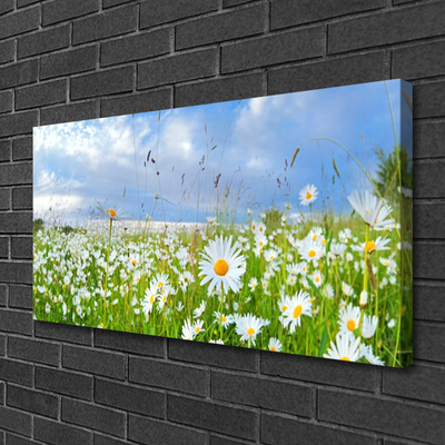 Canvas Kunstdruck Wiese Gänseblümchen Natur