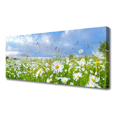 Canvas Kunstdruck Wiese Gänseblümchen Natur