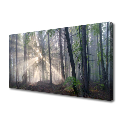 Canvas Kunstdruck Wald Natur