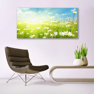 Canvas Kunstdruck Wiese Gänseblümchen Natur