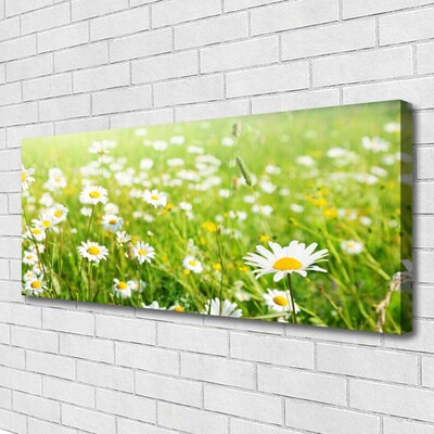 Canvas Kunstdruck Wiese Gänseblümchen Natur