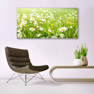 Canvas Kunstdruck Wiese Gänseblümchen Natur