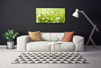 Canvas Kunstdruck Wiese Gänseblümchen Natur