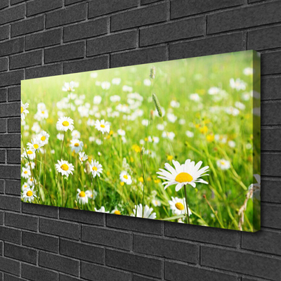 Canvas Kunstdruck Wiese Gänseblümchen Natur