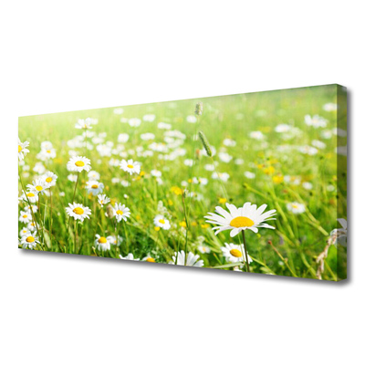 Canvas Kunstdruck Wiese Gänseblümchen Natur