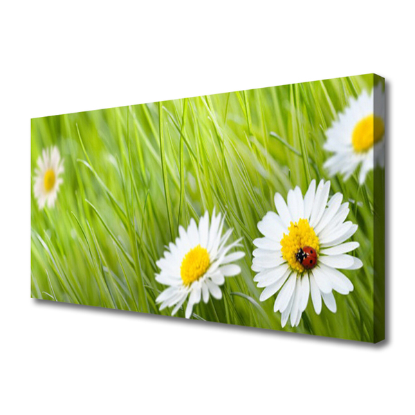 Canvas Kunstdruck Gras Gänseblümchen Natur