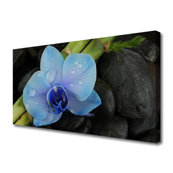 Canvas Kunstdruck Blume Steine Pflanzen