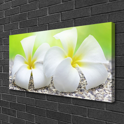 Canvas Kunstdruck Blumen Pflanzen