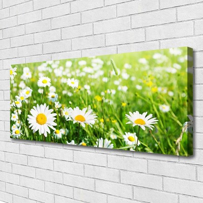 Canvas Kunstdruck Gänseblümchen Pflanzen