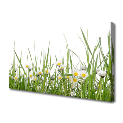 Canvas Kunstdruck Gras Gänseblümchen Natur