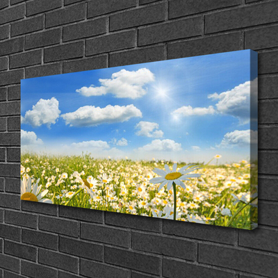 Canvas Kunstdruck Wiese Gänseblümchen Natur