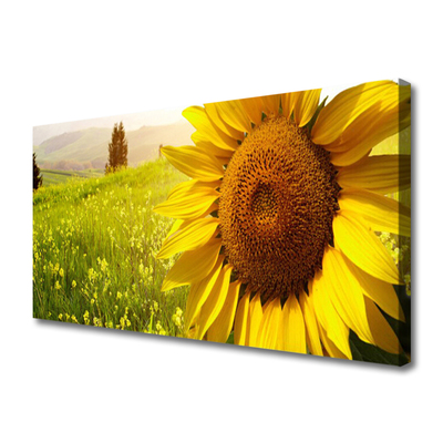 Leinwand-Bilder Sonnenblume Pflanzen