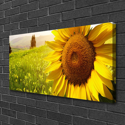 Leinwand-Bilder Sonnenblume Pflanzen