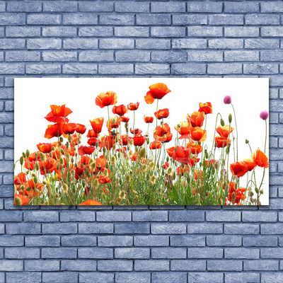 Leinwand-Bilder Mohnblumen Natur