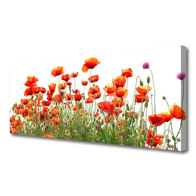 Leinwand-Bilder Mohnblumen Natur