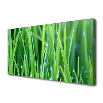 Leinwand-Bilder Gras Natur