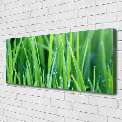 Leinwand-Bilder Gras Natur