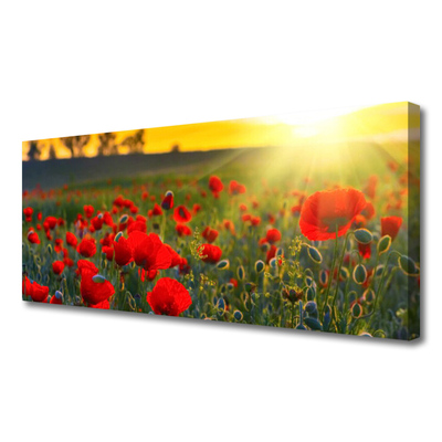 Leinwand-Bilder Wiese Blumen Natur