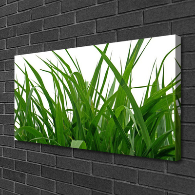 Leinwand-Bilder Gras Natur