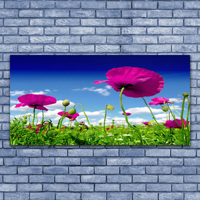 Leinwand-Bilder Wiese Blumen Natur