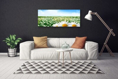 Leinwand-Bilder Wiese Gänseblümchen Pflanzen