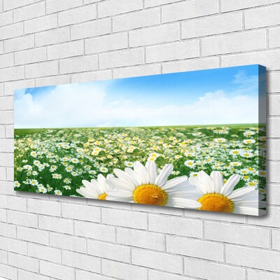 Leinwand-Bilder Wiese Gänseblümchen Pflanzen