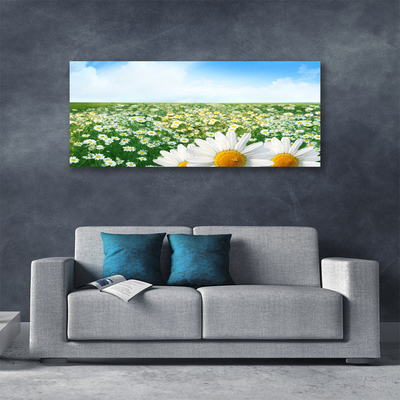 Leinwand-Bilder Wiese Gänseblümchen Pflanzen
