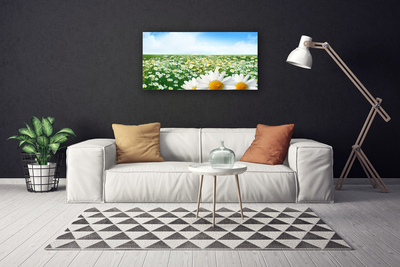 Leinwand-Bilder Wiese Gänseblümchen Pflanzen