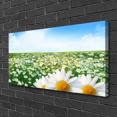 Leinwand-Bilder Wiese Gänseblümchen Pflanzen