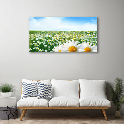 Leinwand-Bilder Wiese Gänseblümchen Pflanzen