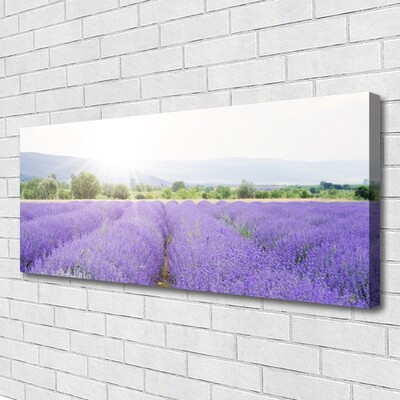 Leinwand-Bilder Wiese Blumen Natur