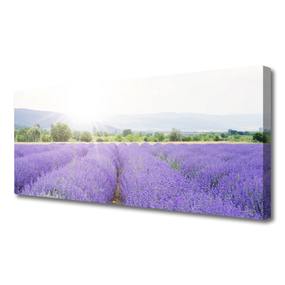 Leinwand-Bilder Wiese Blumen Natur