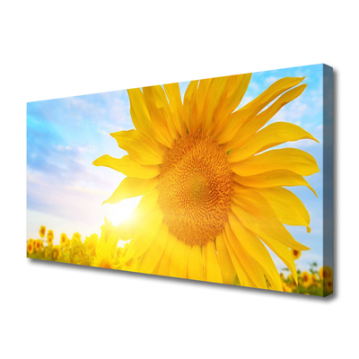 Leinwand-Bilder Sonnenblume Pflanzen