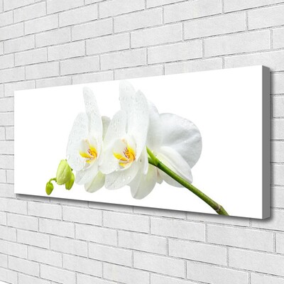 Leinwand-Bilder Blumen Pflanzen