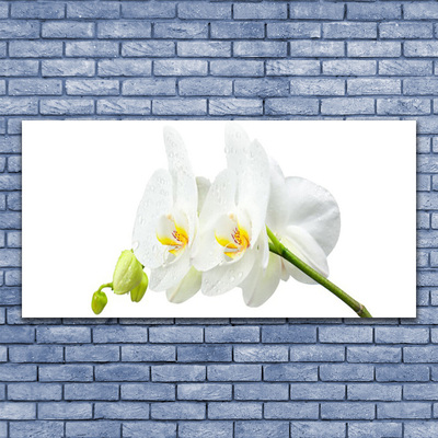 Leinwand-Bilder Blumen Pflanzen