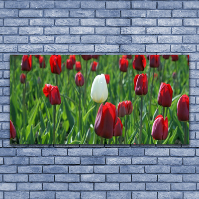 Leinwand-Bilder Tulpen Pflanzen