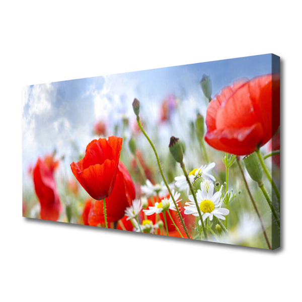 Leinwand-Bilder Mohnblumen Gänseblümchen Pflanzen